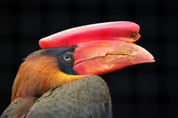 toucan, bird, red beak