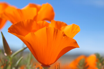 California Golden Poppy in Bloom