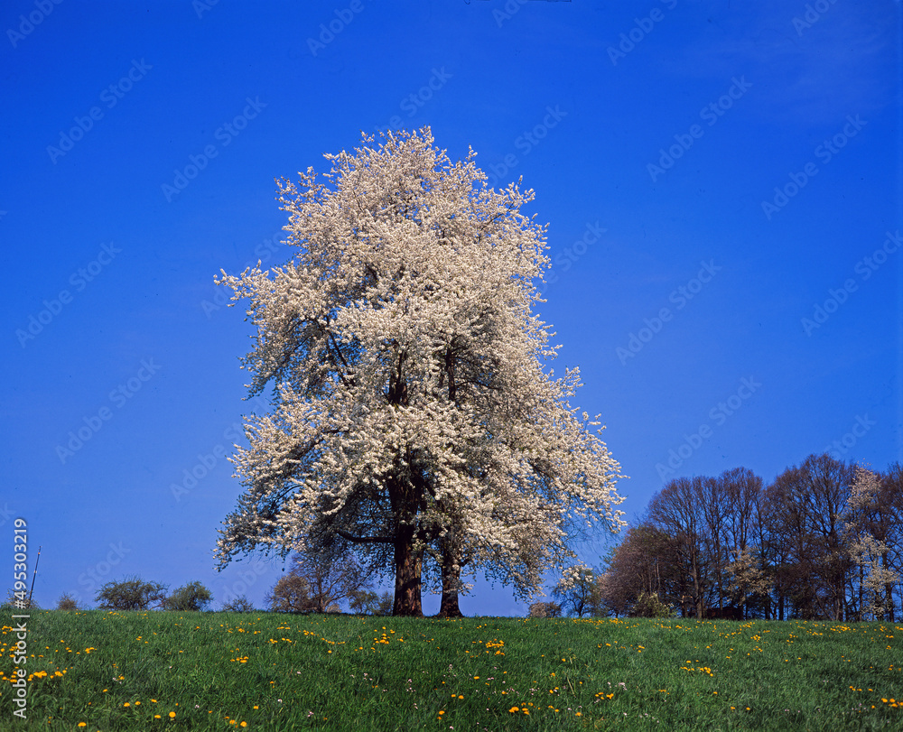 Canvas Prints baum im frühling