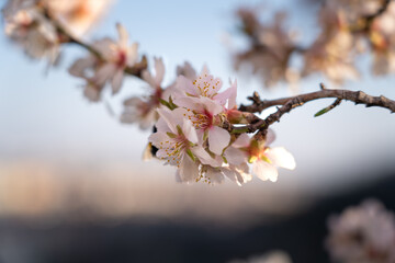 European honey bee (Apis mellifera) pollinating an almond (Prunus amygdalus). Focus on the bee and flowers.