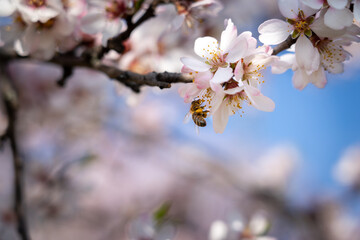 European honey bee (Apis mellifera) pollinating an almond (Prunus amygdalus). Focus on the bee and flowers.