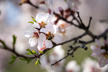 European honey bee (Apis mellifera) pollinating an almond (Prunus amygdalus). Focus on the bee and flowers.