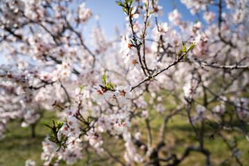 Obraz premium An almond tree blooming (Prunus amygdalus). Focus on flower