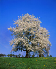 Naklejka premium Baum im Frühling