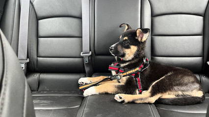 Puppy buckled into the backseat of a car with leather seats, fastened with a red harness and ready for a road trip.