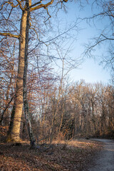 chemin forêstier en hiver
