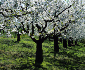 Fototapeta premium Baum im Frühling