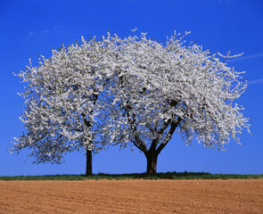 Naklejka premium Baum im Frühling