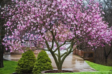 Fototapeten Colorful view of blooming magnolia tree in the rain in front yard in Midwestern suburb in spring  wet driveway and garage behind the tree © Lana