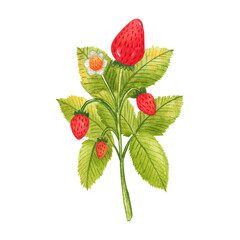 Hand drawn watercolor strawberry branch isolated on white background. Fresh summer berries with leaves and flower for print, card, sticker, textile design, product packaging