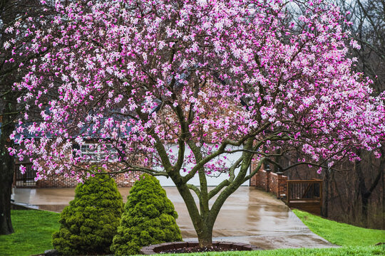 Colorful view of blooming magnolia tree in the rain in front yard in Midwestern suburb in spring; wet driveway and garage behind the tree