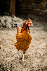 kurczak na wsi - wolny chów - hodowla naturalna kur niosek - obrazy, fototapety, plakaty