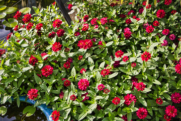 Zinnie Strauch mir roten Blumen 