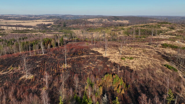 Fire forest after flame drone aerial drought dry black earth ground vegetation wild stand green natural disaster burnt down trees Bark beetle shot pest Ips typographus dead, spruce bast tree Czech