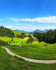 landscape in the summer