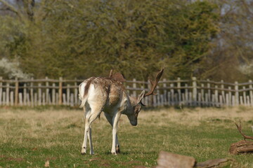 a group of deer in a field