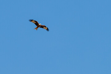 kite bird of prey flies in the blue cloudless sky