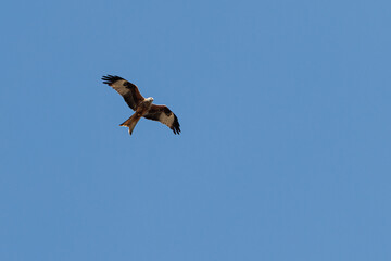 kite bird of prey flies in the blue cloudless sky