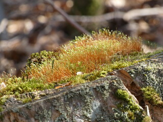 Mousse sur souche d'arbre