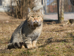 Tabby cat with green eyes sitting outdoor with serious face. Cat for commercial use. 