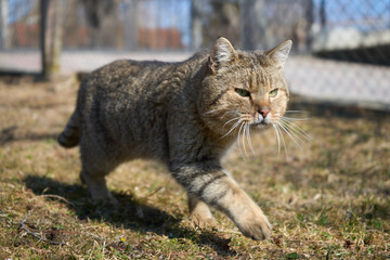 Naklejka na ściany i meble Tabby cat outdoors walking looking at straight. Selective focus of walking cat. Paw in action.