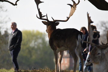 a group of deer in a field