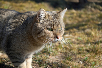 Tabby cat with green eyes looking for mouse. Predator cat on field. Copy space for text.