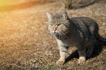 Beautiful striped cat sits on the grass on a Sunny meadow in the summer and looking straight.