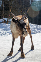 Reindeer in the snow. Sunny day. Close-up.