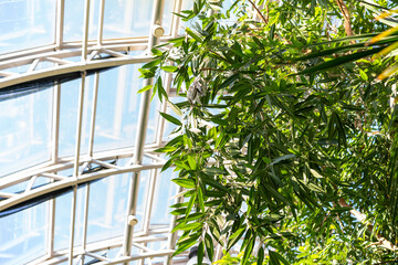 BIOPHILIC trend. Green plants in botanical garden indoor.