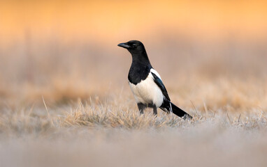 Magpie bird close up ( Pica pica )