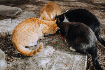 Multi-colored beautiful hungry fluffy cats eat food in nature, dry food as a family. Animal photography.