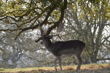 a group of deer in a field