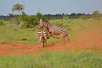 Fototapeta premium Afryka, Safari, Zebry, Walka. Kenia