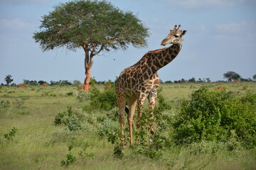 Żyrafa, Kenia, Afryka, Safari