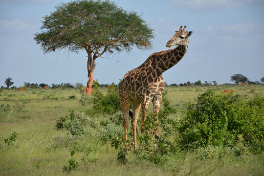 Fototapeta Żyrafa, Kenia, Afryka, Safari