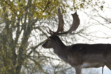 a group of deer in a field