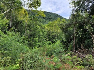 sítio com mata virgem nas montanhas