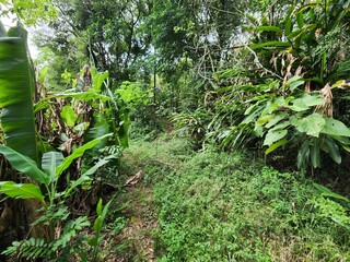sítio com mata virgem nas montanhas