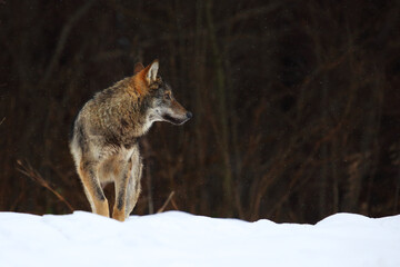 The wild european wolf (Canis lupus lupus) in the snow blizzard.