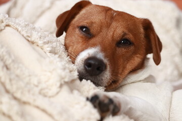 Dog lying lazily on pillows. Jack Russell Terrier (JRT)
Pies leżący leniwie na poduszkach. Jack...