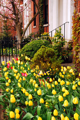 Tulips bloom on an early spring day in Boston's Back Bay Neighborhood