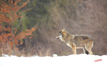 The wild european wolf (Canis lupus lupus) in the snow blizzard.