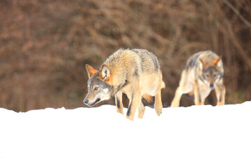 Two european wild wolfs (Canis lupus lupus) on the snow.