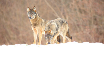 Two european wild wolfs (Canis lupus lupus) on the snow.