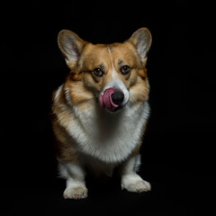 portrait of cute puppy dog corgi pembroke stands on a black isolated background and licks