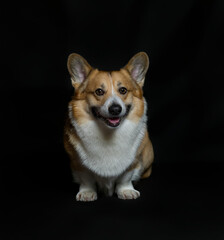 square portrait of cute puppy dog corgi pembroke stands on a black isolated background and smiles