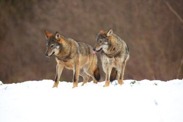 Fototapeta na wymiar Two european wild wolfs (Canis lupus lupus) on the snow.