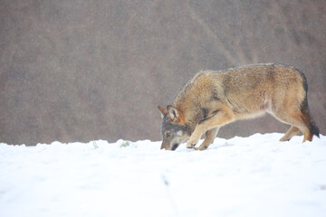 The wild european wolf (Canis lupus lupus) in the snow blizzard.