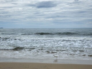 pássaro voando na beira mar